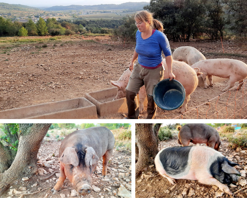 Aurore Daguier, "Les groins de la garrigue", Agriculture Biologique, élevage de porcs en plein air